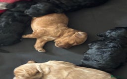 Cockapoo dogs for sale: Cockapoo puppies F1B - Image 19