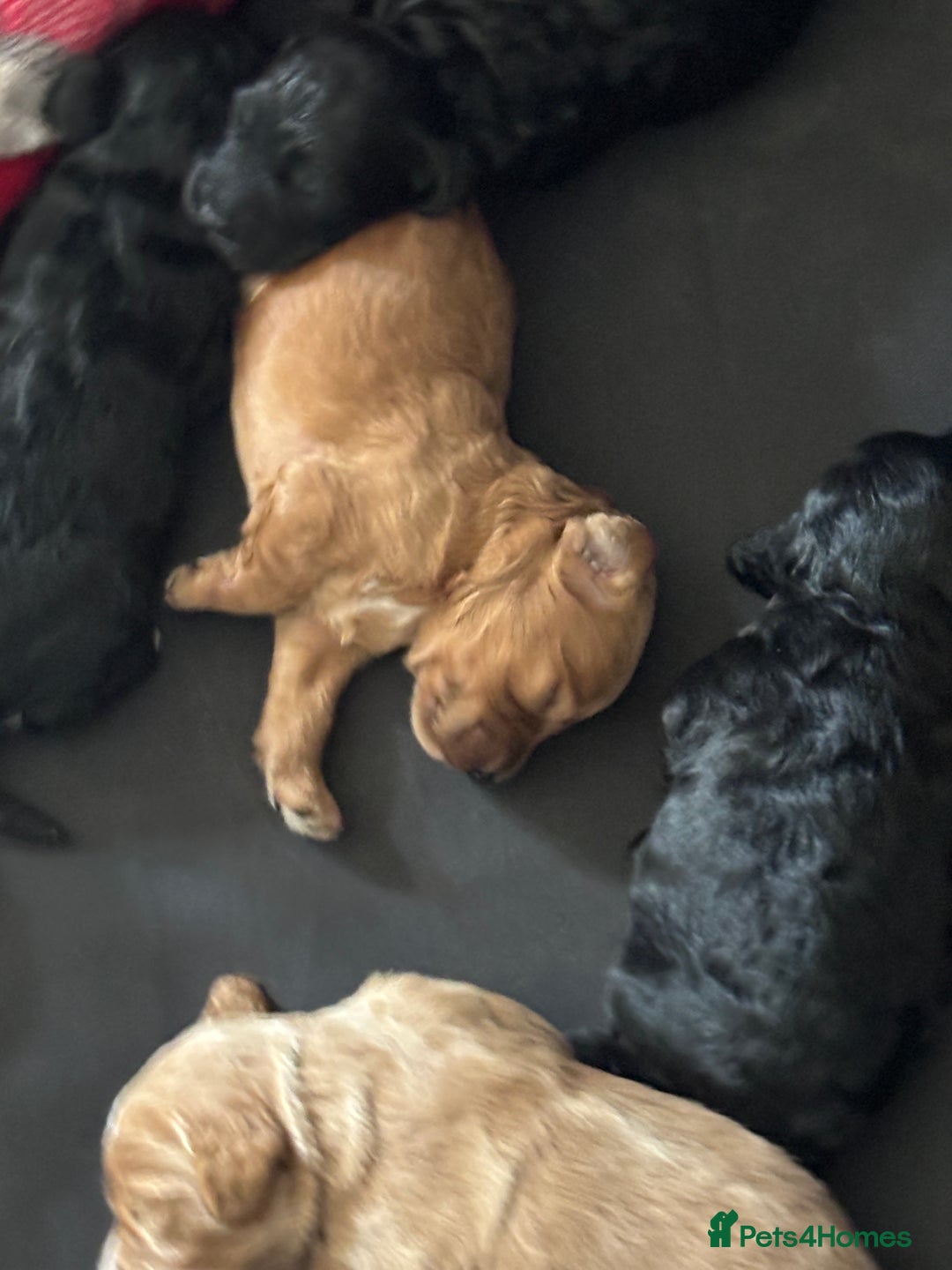 Cockapoo dogs for sale: Cockapoo puppies F1B - Image 19