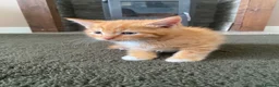 Mixed Breed cats for sale: Beautiful kittens  - Advert 6