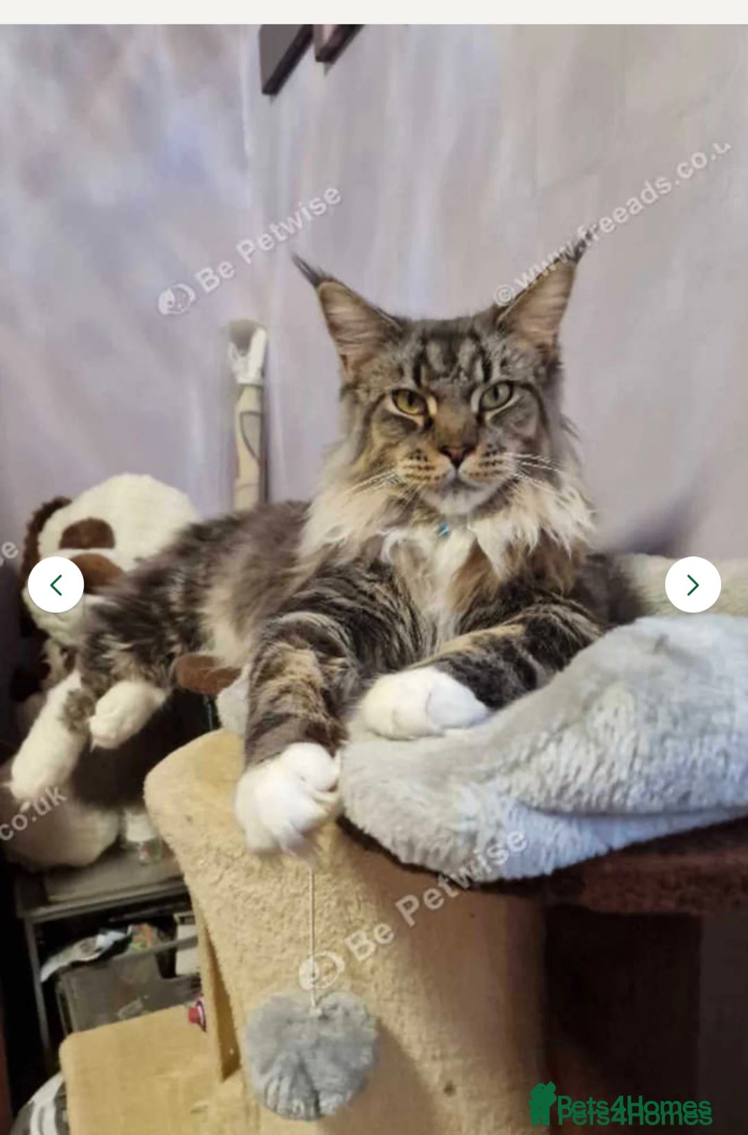 Maine Coon cats for sale: maine coon  - Image 5