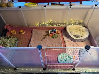 Guinea Pig rodents 2 guinea pigs - Advert 3