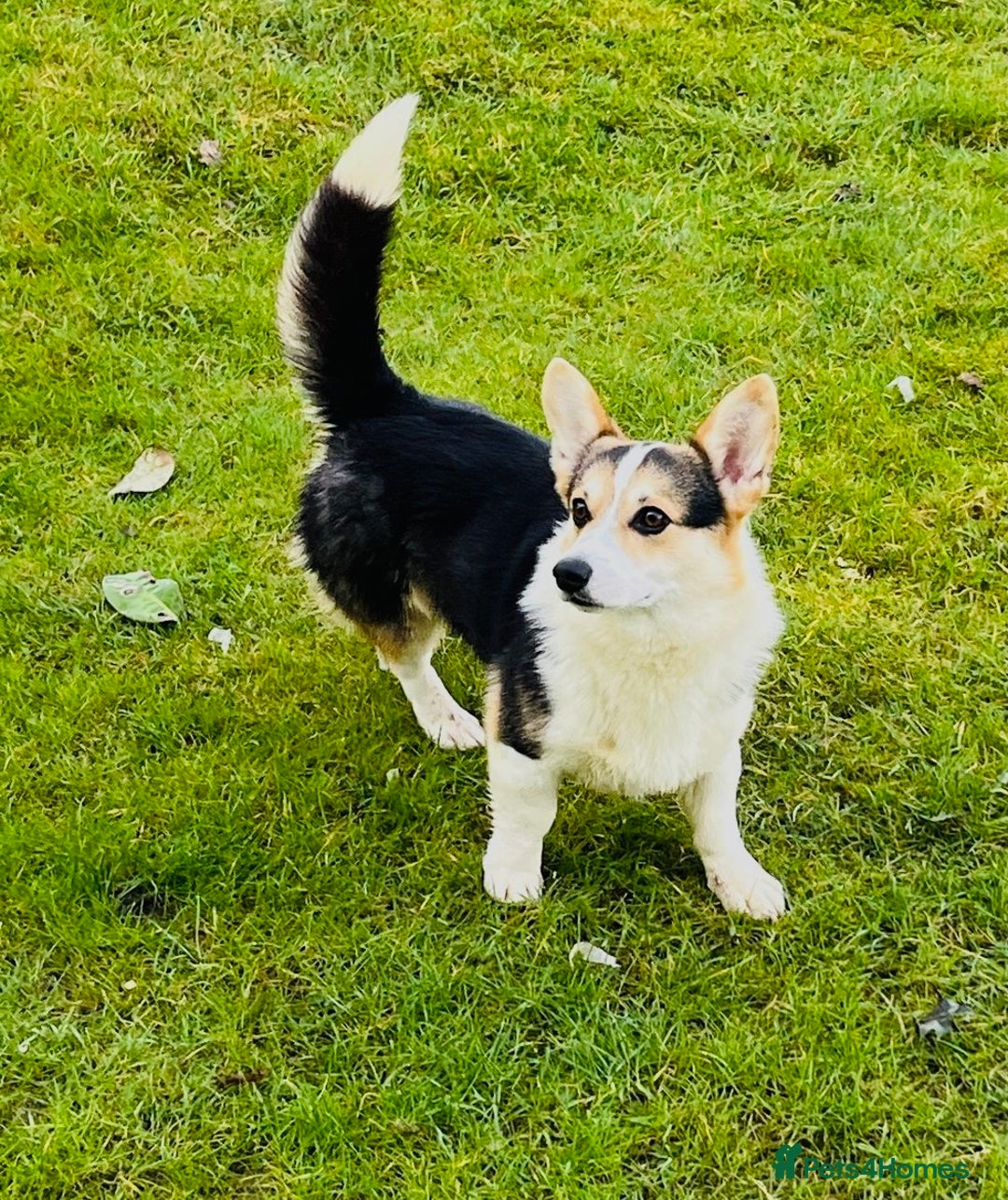 Welsh Corgi Pembroke dogs for sale: Pedigree, health tested parents, licensed breeder - Image 27
