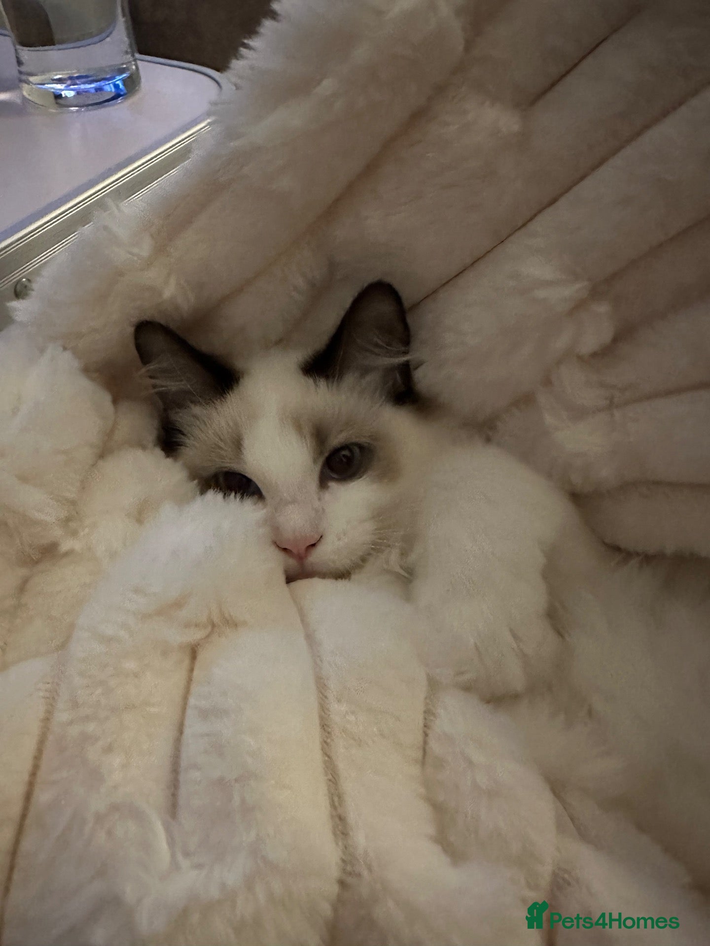 Ragdoll cats for sale: Beautiful Ragdoll Boy Looking for His Forever Home - Advert 16
