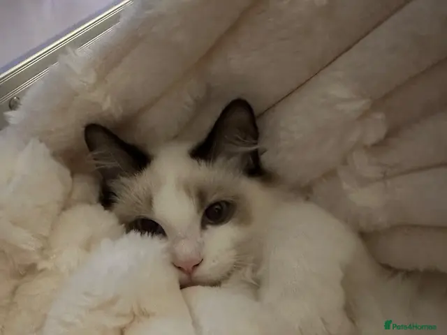 Ragdoll cats for sale: Beautiful Ragdoll Boy Looking for His Forever Home - Advert 16