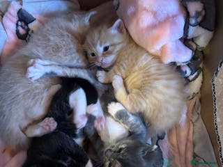 Mixed Breed cats Beautiful family kittens - Advert 9
