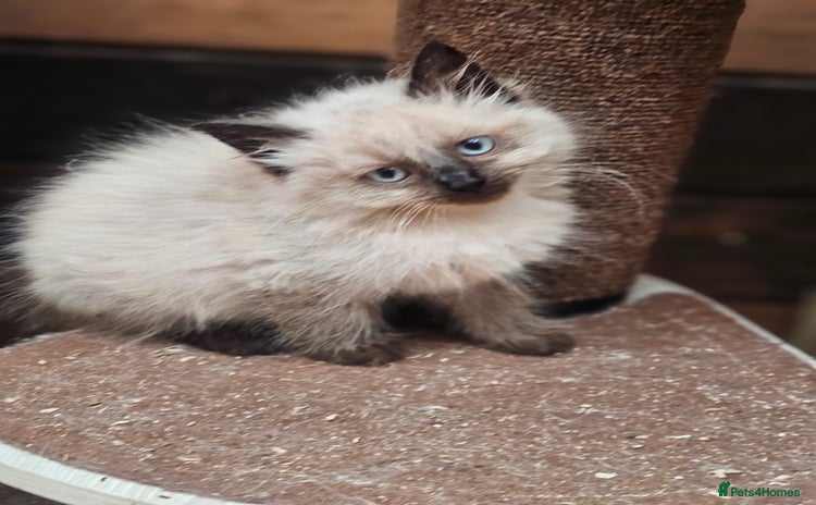 Ragdoll cats - Advert 10
