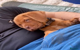 Dogue De Bordeaux dogs for sale: Kc reg, international multi champion winners ddb - Image 2