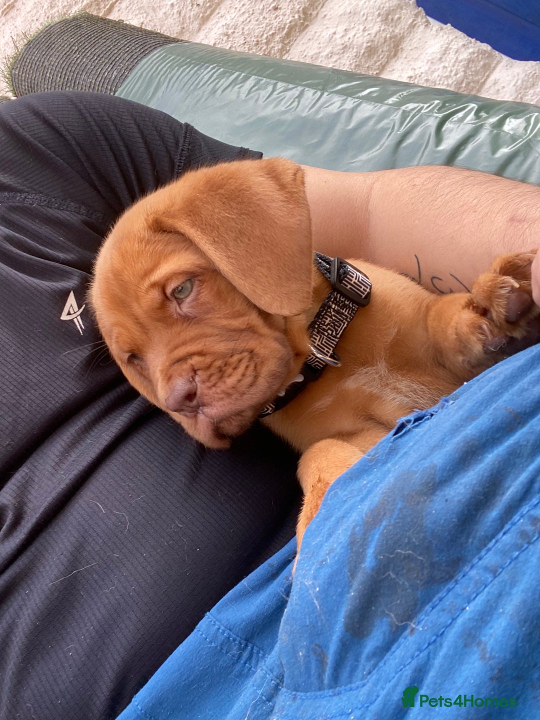Dogue De Bordeaux dogs for sale: Kc reg, international multi champion winners ddb - Image 2