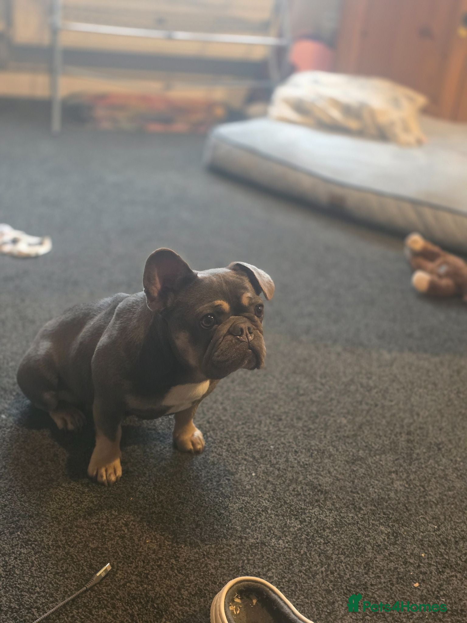 French Bulldog dogs Adorable French Bulldog puppies - Advert 1
