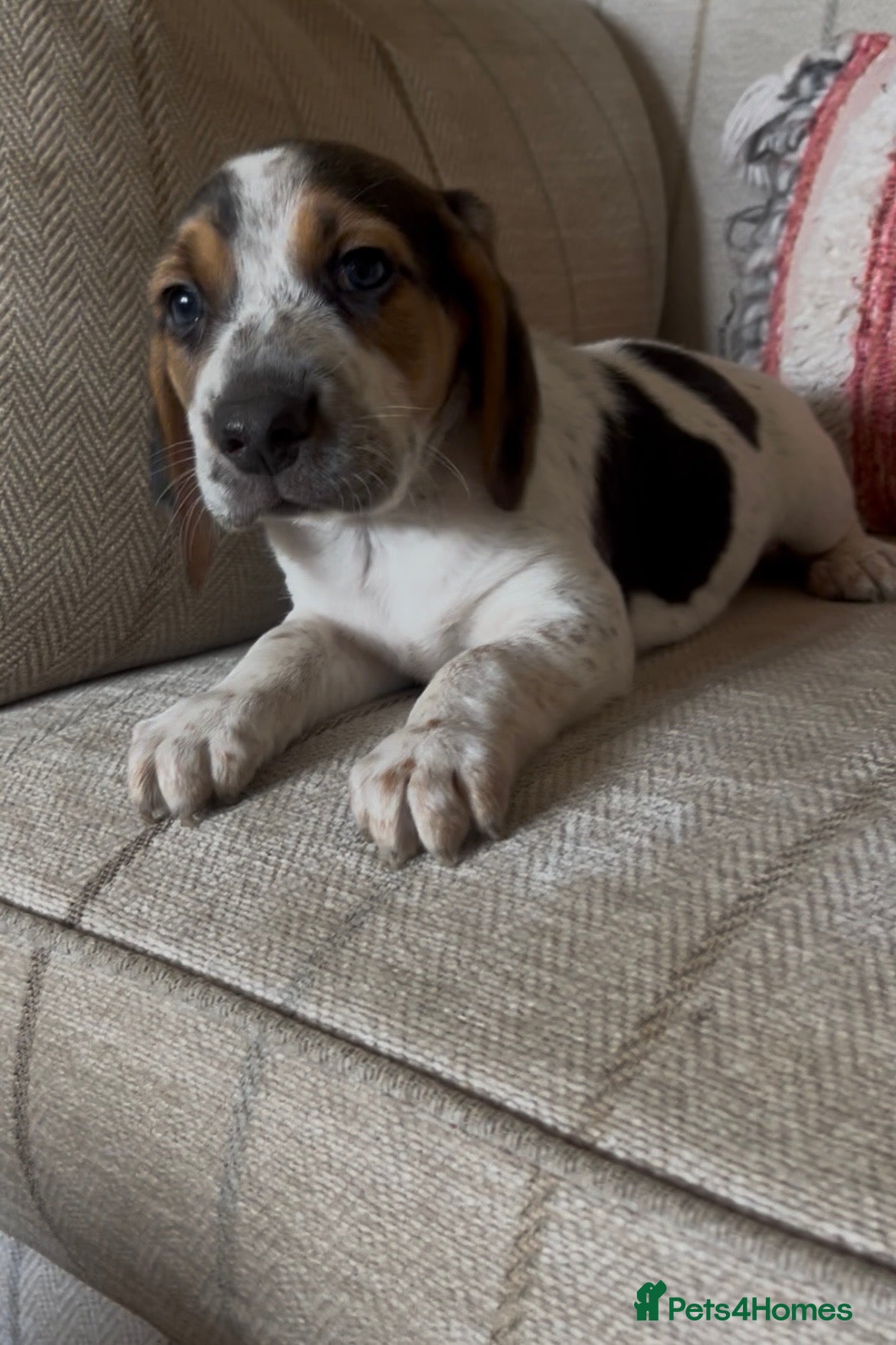 Beagle dogs Health tested beagle puppies 💙1 boy remaining 💙 - Advert 2