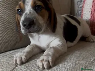 Beagle dogs Health tested beagle puppies 💙1 boy remaining 💙 - Advert 6