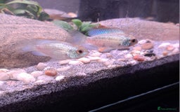 Cichlids fish for sale: Electric blue acara plus others. - Image 1