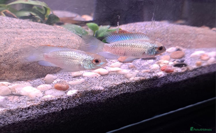 Cichlids fish - Advert 2