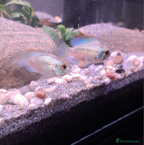 Cichlids fish - Advert 3