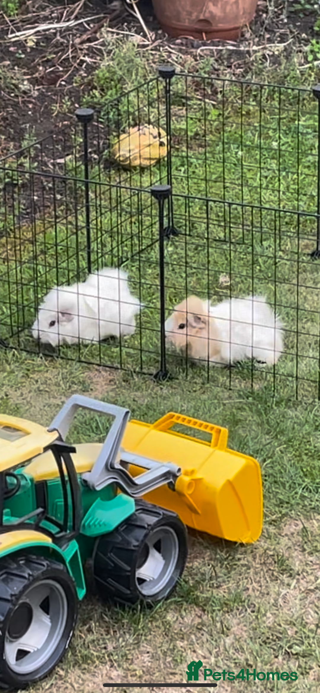 Guinea Pig rodents for sale: Abbysiann Guinea pigs x2 - Image 1