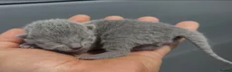 Russian Blue cats for sale: Pure Russian Blue kittens looking new home - Advert 5