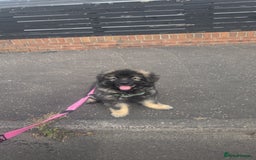 Caucasian Shepherd Dog dogs for sale: Caucasian shepherd  - Image 2