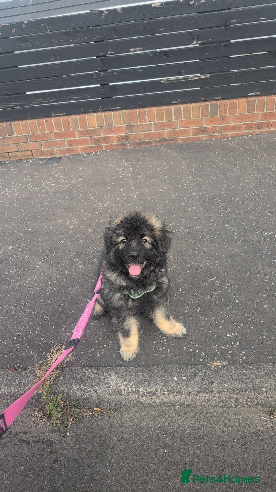 Caucasian Shepherd Dog dogs for sale: Caucasian shepherd  - Image 2