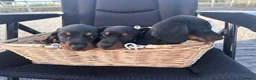 Dachshund dogs for sale: Dachshund  in Swadlincote - Advert 4