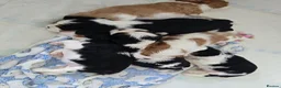 Cavalier King Charles Spaniel dogs for sale: MRI scanned parents fullY health tested - Advert 3