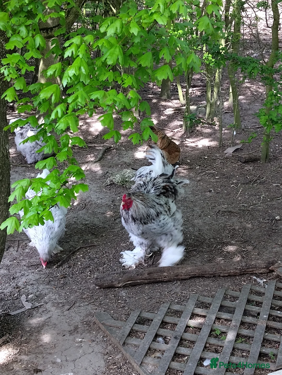 Chickens poultry for sale: Grey Brahma Trio in Swindon - Advert 2
