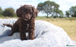 Australian Labradoodle dogs for sale: 🧡💚💙Last girl available, fully health test💙💚🧡 - Image 2