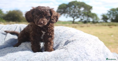 Australian Labradoodle dogs - Advert 7