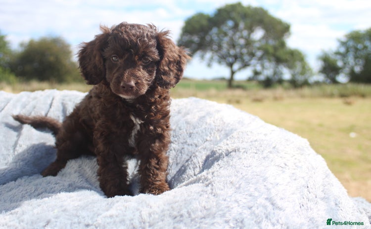 Australian Labradoodle dogs - Advert 1