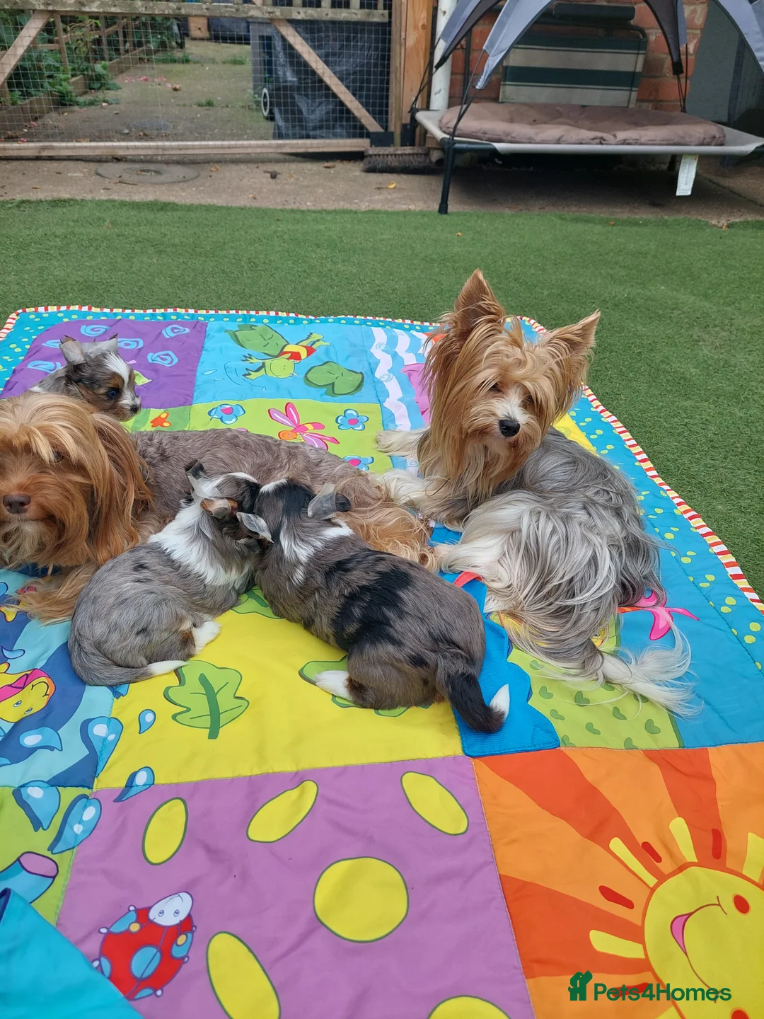 Yorkshire Terrier dogs for stud: beautiful blueberry yorkshire terrier in Eastleigh - Advert 6