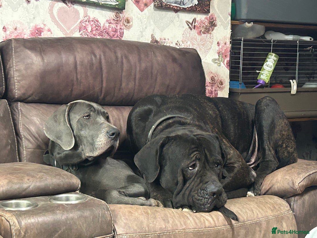 Mixed Breed dogs for sale: Daniff puppies. Great Dane/Mastiff - Advert 6