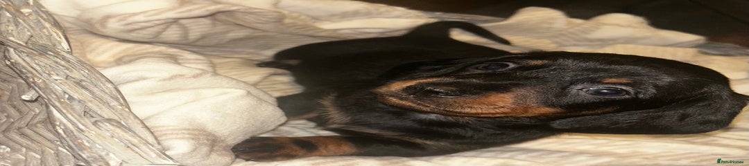 Miniature Dachshund Puppy 3