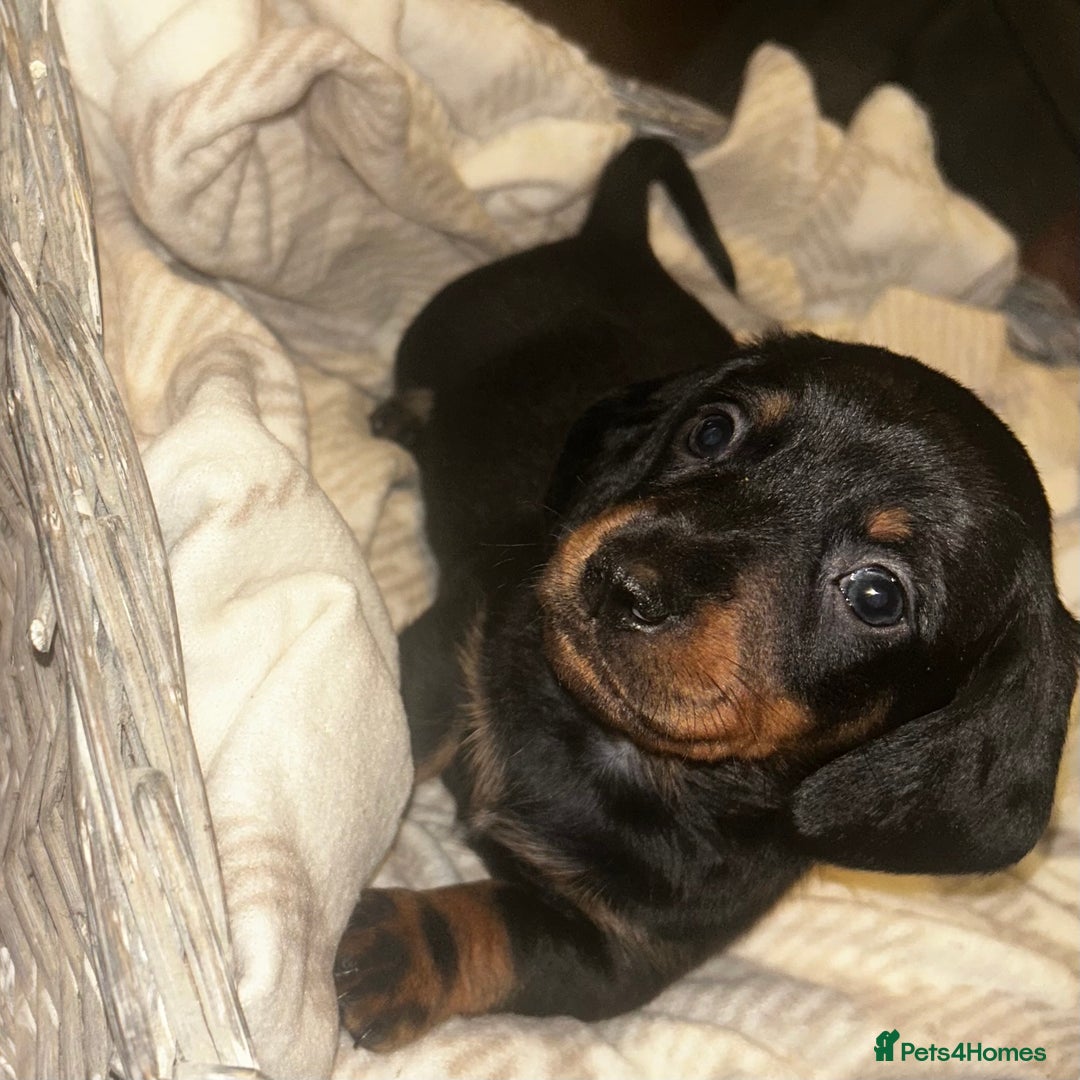 Miniature Dachshund dogs for sale: Mini dachshunds  - Image 4