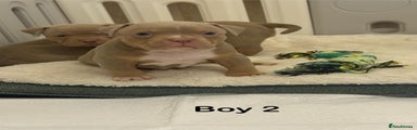 American Bully Puppy 2