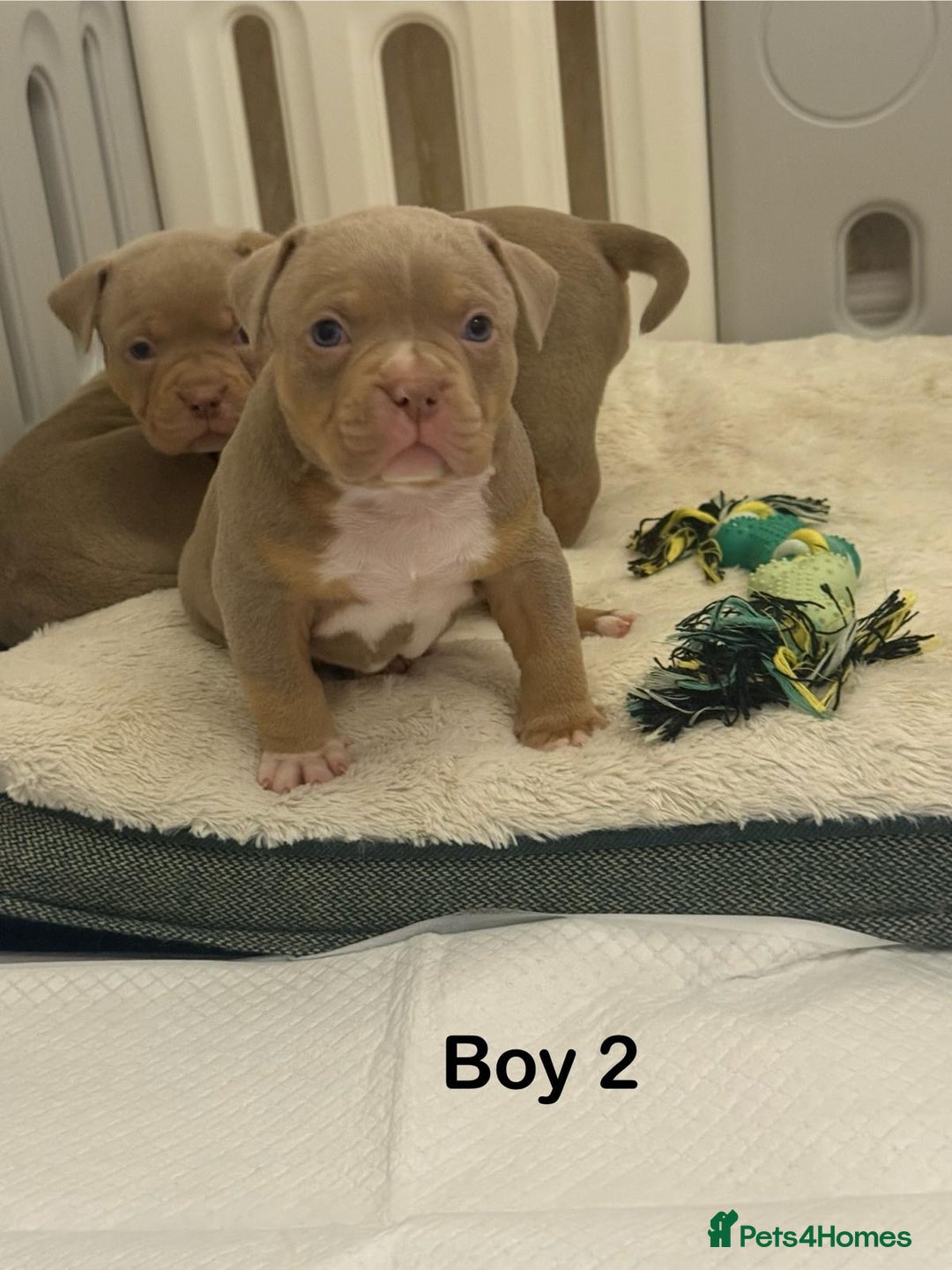 American Bully dogs for sale: Pocket bully pups - Advert 28