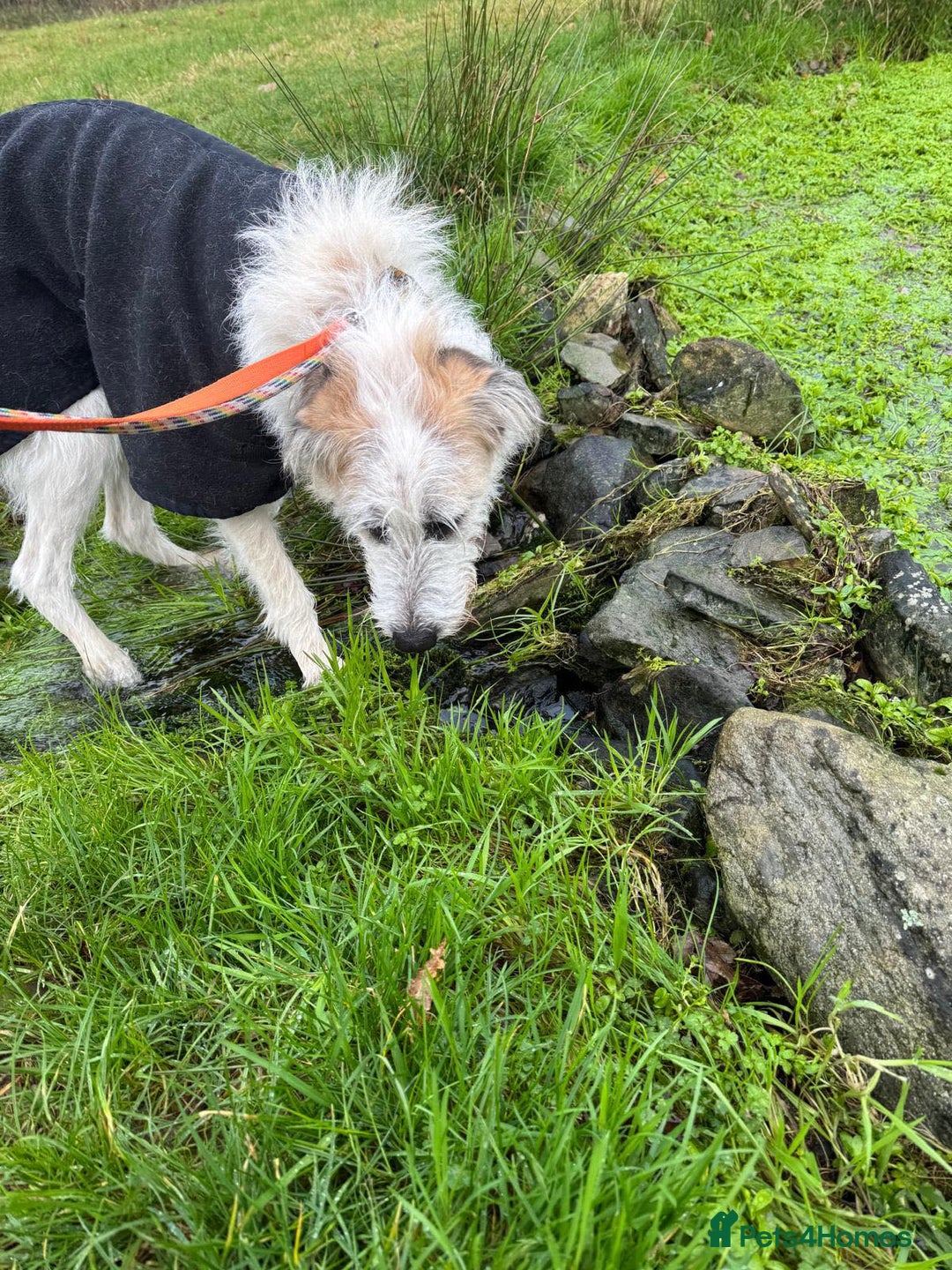 Mixed Breed dogs for adoption: KALLIE-16months, loves dogs/playful/active/rural - Advert 24