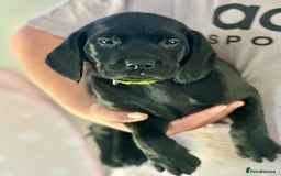 Labrador Retriever dogs for sale: Amazing Red/Black Lab Pups To Loving Pet Families - Image 11