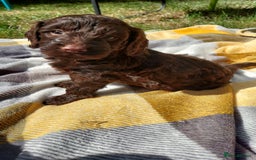 Cockapoo dogs for sale: Stunning F1 Cocokapoos - Image 11