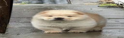 Chow Chow dogs for sale: Cream chow chow puppies - Advert 8