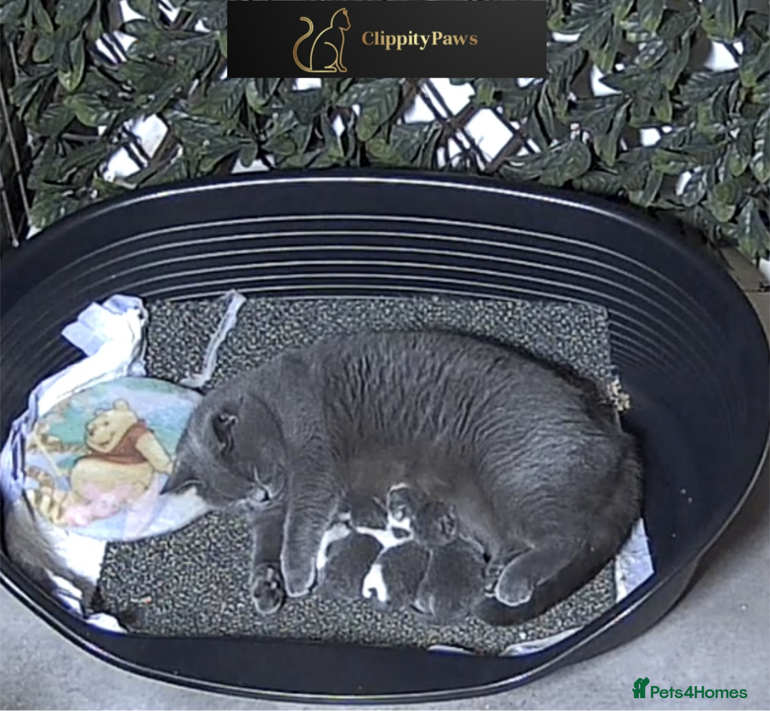 British Shorthair cats for sale: GCCF REGISTERED CHUNKY BRITISH SHORTHAIR KITTENS - Advert 3