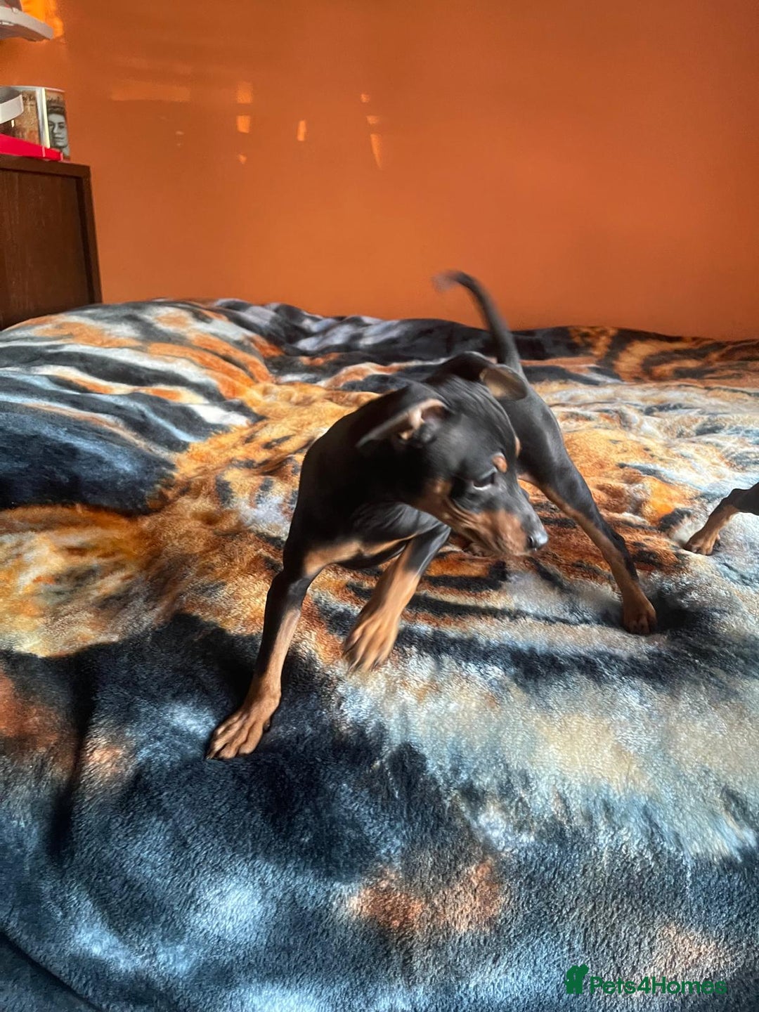 Miniature Pinscher dogs for sale: Beautiful Miniature Pinscher . - Advert 22