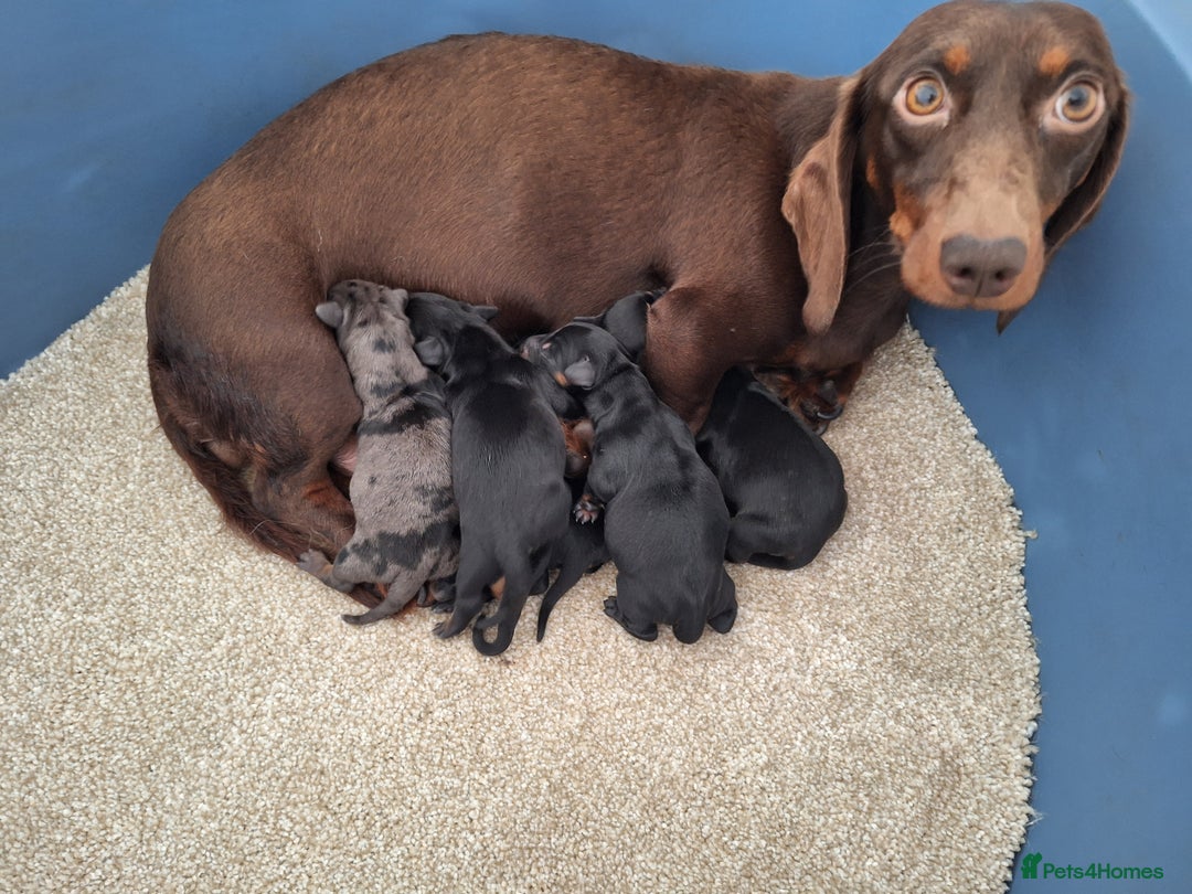 Dachshund dogs for sale: MINI DACSHUNDS READY DEC 6TH - Image 5