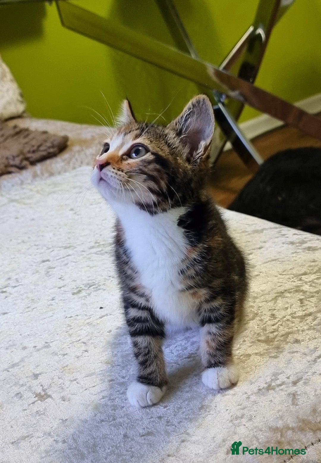 British Shorthair cats for sale: Beautiful kitten for sale - Advert 3