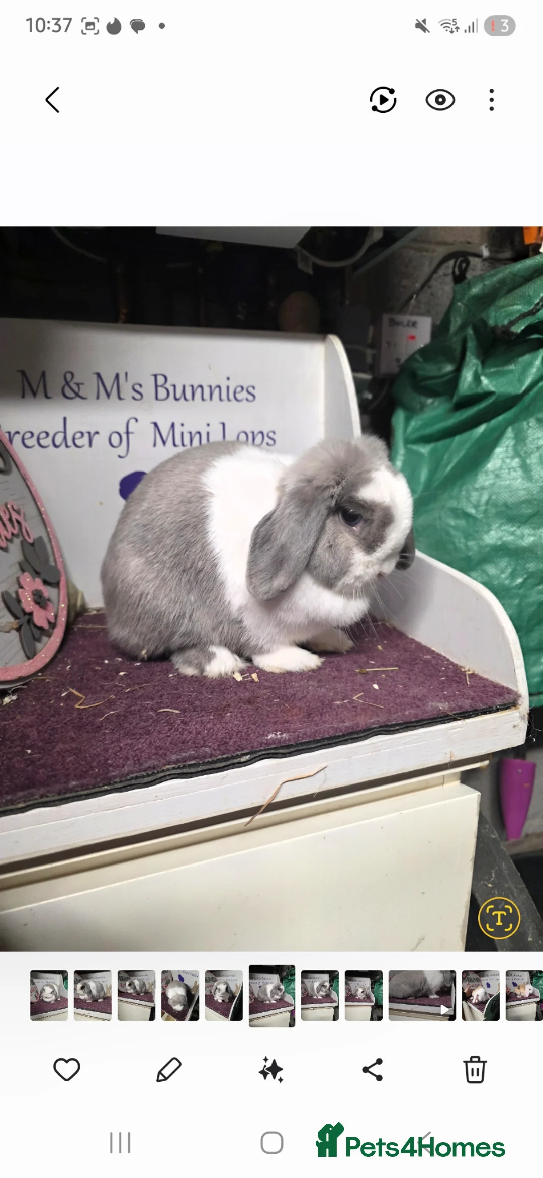 Mini Lop rabbits for sale: Mum and son Mini lops  - Advert 6