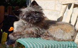 Cairn Terrier dogs for stud: Champion bloodline, KC registered Cairn for stud. in Hope Valley - Image 19