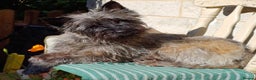 Cairn Terrier dogs for stud: Champion bloodline, KC registered Cairn for stud. in Hope Valley - Advert 19