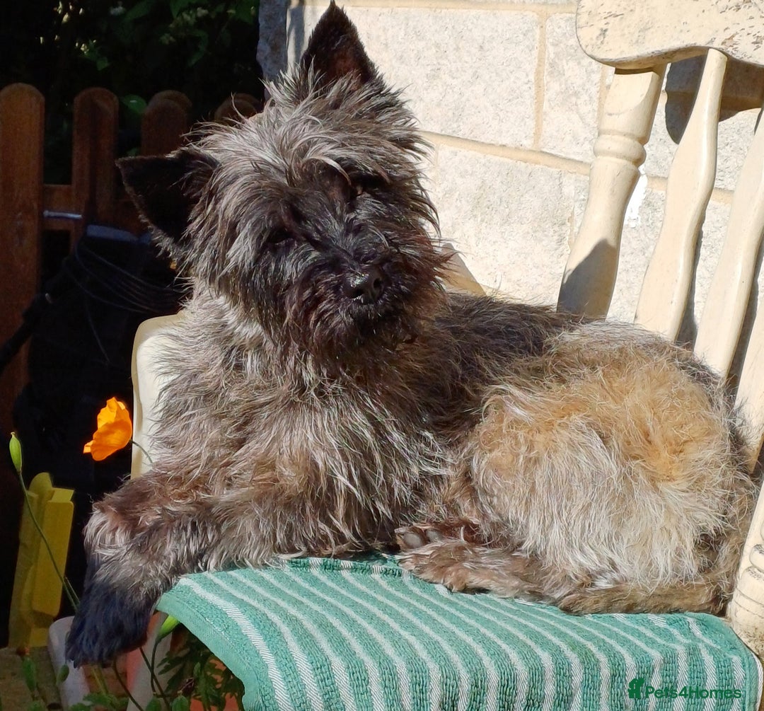 Cairn Terrier dogs for stud: Champion bloodline, KC registered Cairn for stud. in Hope Valley - Image 19