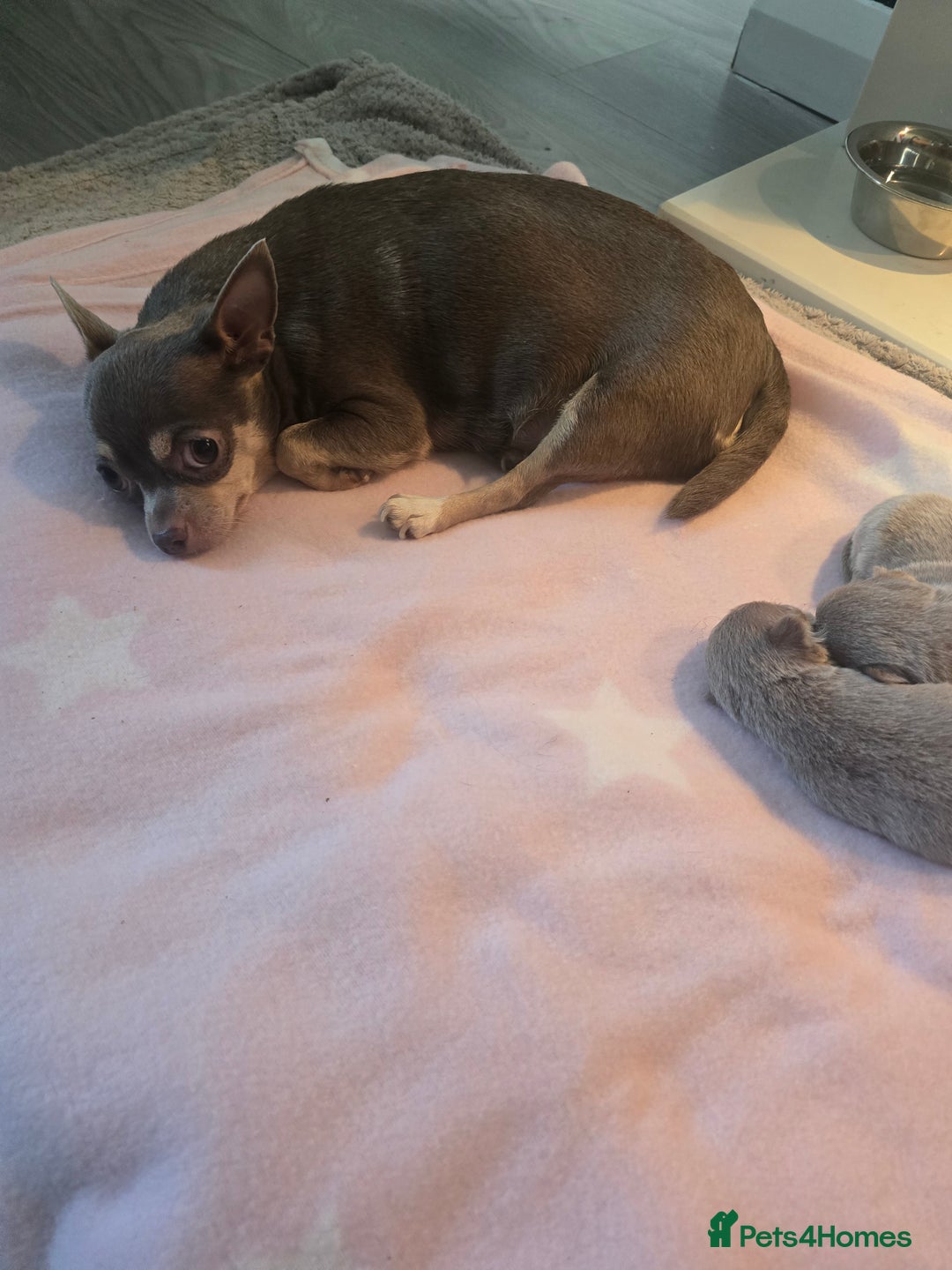 Chihuahua dogs for sale: Lilac chihuahuas - Image 4