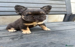 French Bulldog dogs for sale: Beautiful fluffy French bulldog girls pending pink - Image 5