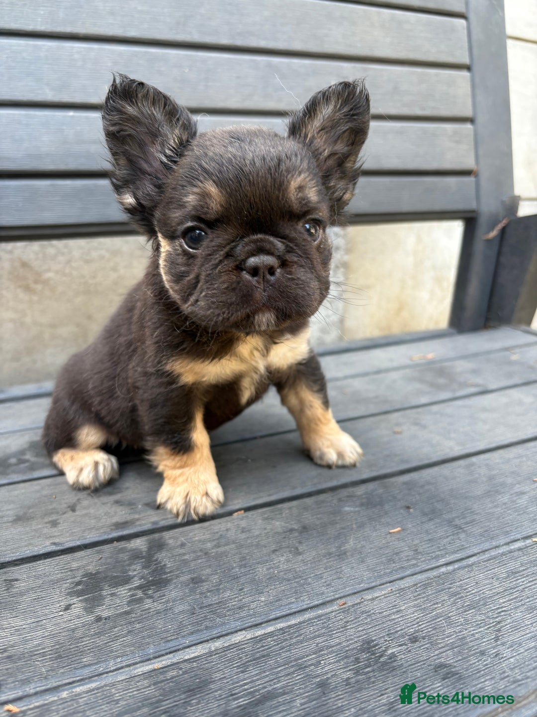 French Bulldog dogs for sale: Beautiful fluffy French bulldog girls pending pink - Image 5