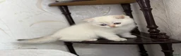 British Shorthair cats for sale: 🌟Adorable Golden Pure BSH kittens 🌟 - Advert 11